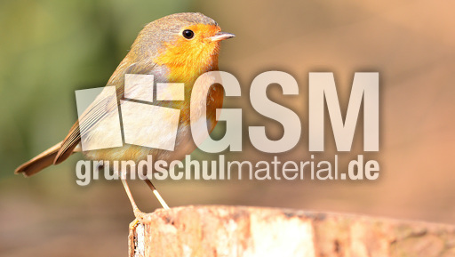 Rotkehlchen (13).jpg